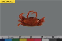 藏品(粗腿擬瘦招潮蟹)的圖片